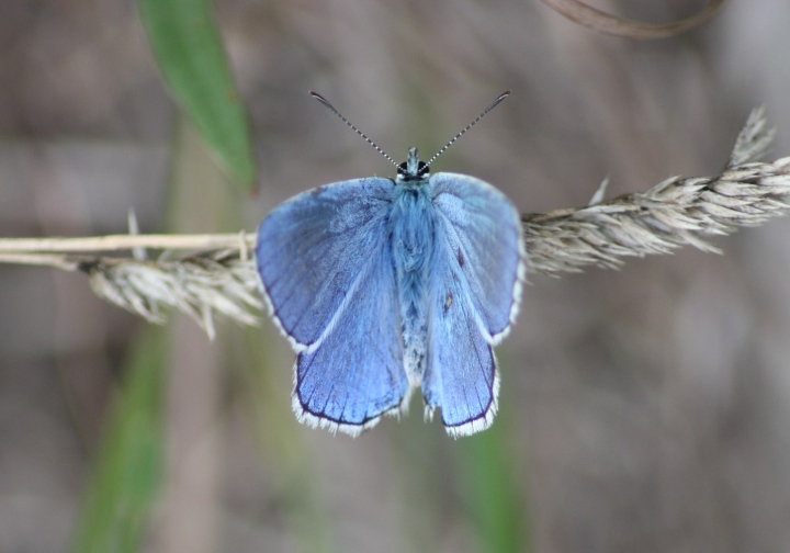 Conferma ID licenidi